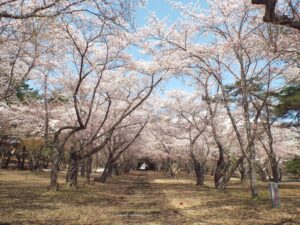 岩木山の桜並木 開花状況（2025年5月1日）